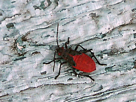 Box Elder Bug taken at Boyd Hill Nature Park; Actual size=180 pixels wide