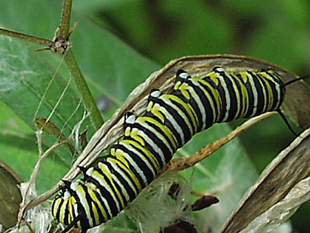 Monarch Catterpillar taken at Boyd Hill Nature Park; Actual size=180 pixels wide