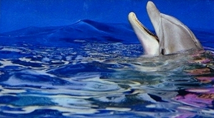 Dolphin; Actual size=240 pixels wide