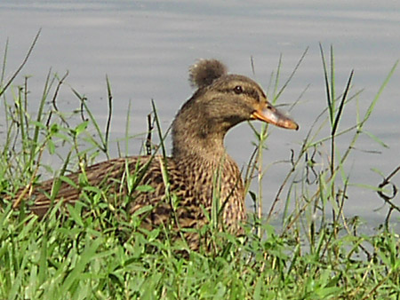 Duck with a do; Actual size=240 pixels wide