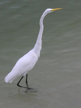 Great White Egret; Actual size=130 pixels wide