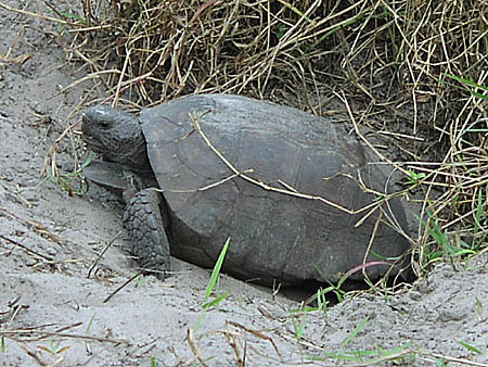 Gopher Tortoise taken at Boyd Hill Nature Center Actual size=180 pixels wide