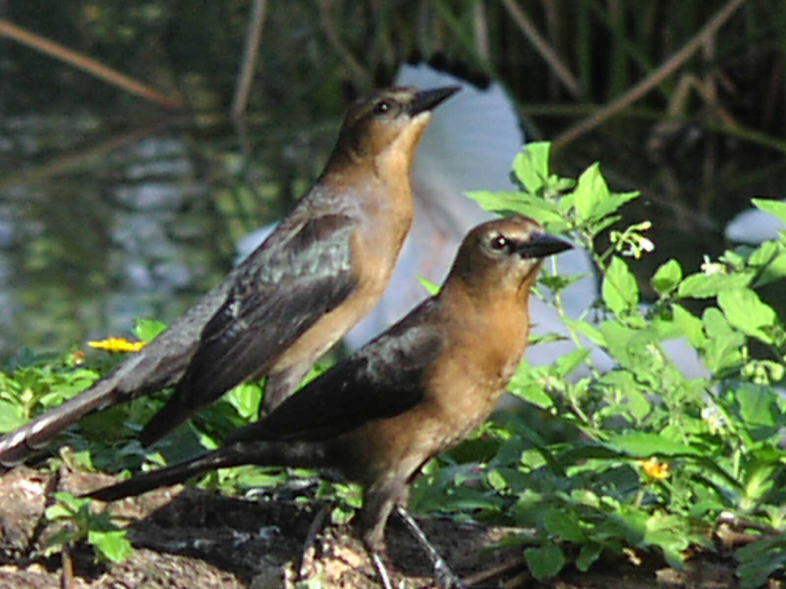 A pair of female Grackles; Actual size=130 pixels wide