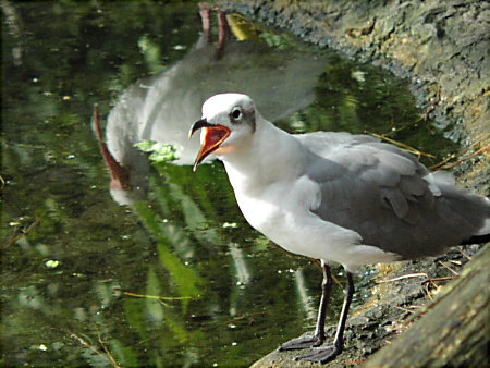 Gull with Ibis Reflection; Actual size=130 pixels wide