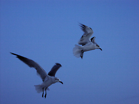 Flying Gulls taken at dusk; Actual size=130 pixels wide