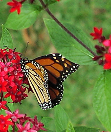 Monarch Butterfly taken at Boyd Hill Nature Center; Actual size=180 pixels wide