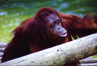 Orangutan, Tampa, FL; Actual size=130 pixels wide
