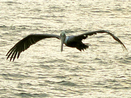 Flying Pelican; Actual size=130 pixels wide