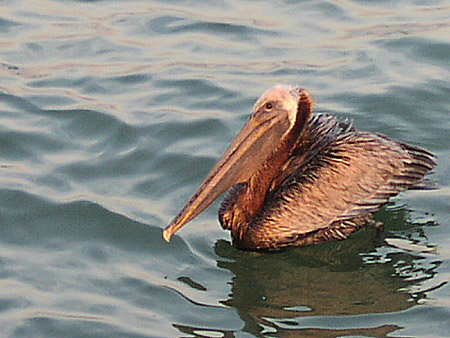 Swimming Brown Pelican, waiting for a handout, Gulfport, FL; Actual size=130 pixels wide