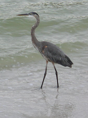 Louisianna Red Heron, side view; Actual size=130 pixels wide