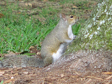This Squirrel can't make up his mind whether to go up the tree or not; Actual size=130 pixels wide