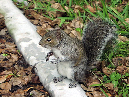Gray Squirrel taken at Boyd Hill Nature Park; Actual size=180 pixels wide