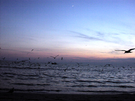 Gulls coming in for early evening feeding; Actual size=130 pixels wide