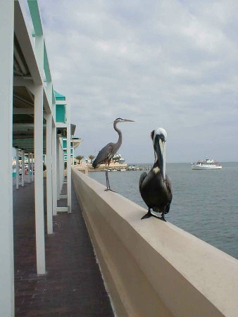 A Pelican and Great Blue Heron wait for food at The Pier in St. Petersburg, FL; Actual size=130 pixels wide