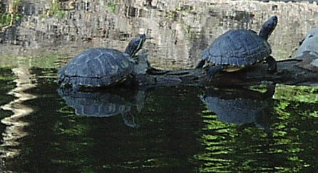Turtles with reflections; Actual size=240 pixels wide