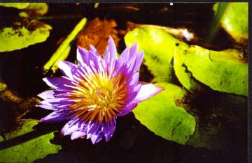 Purple Waterlily, taken in St. Petersburg, FL; Actual size=130 pixels wide